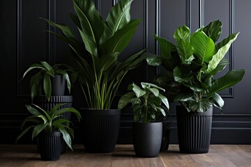 Modern, stylish home interior with black indoor planters. Houseplants in monochrome black minimal Plant Pots