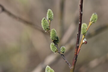 Green buds on tree branches in spring