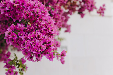 Beautiful violet bougainvillea flowers on a summer street.