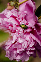pions insects close-up pink background