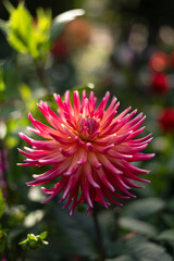 red dahlia cactus flower garden 