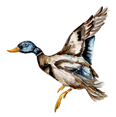 Watercolor hand drawn duck bird . Watercolor illustration of wild animal. Perfect for wedding invitation, greetings card, posters.