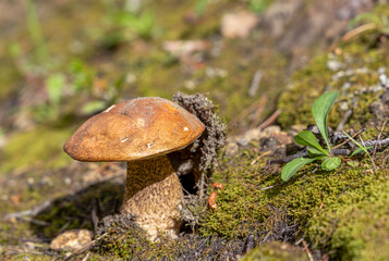 Orange-cap boletus in the summer forest, among green vegetation and moss
