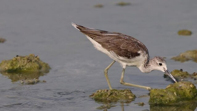 Common Greenshank feeding at Arad, Bahrain 