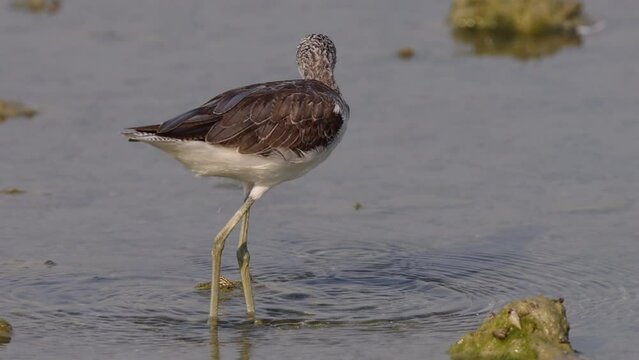 Common Greenshank feeding at Arad, Bahrain 