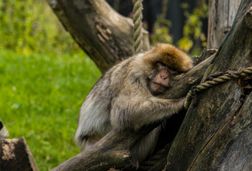 Macaque Berbère
