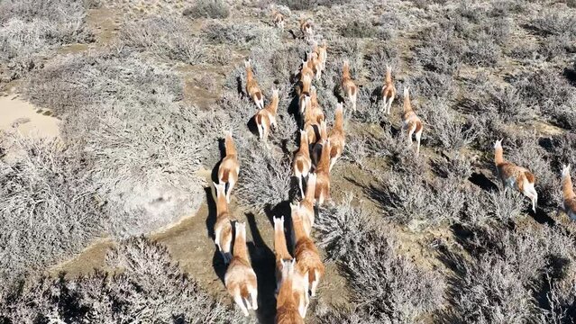 Wild Guanacos At El Calafate In Santa Cruz Argentina. Safari Patagonia. Wild Animals. Santa Cruz Argentina. Guanacos Wild Life. Wild Guanacos At El Calafate In Santa Cruz Argentina.