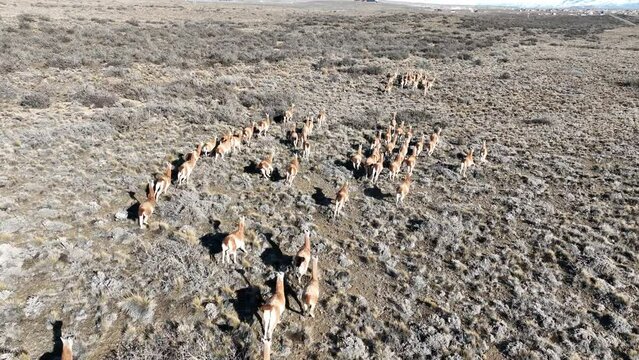 Wild Guanacos At El Calafate In Santa Cruz Argentina. Safari Patagonia. Wild Animals. Santa Cruz Argentina. Guanacos Wild Life. Wild Guanacos At El Calafate In Santa Cruz Argentina.