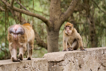 Two monkeys meeting on a concrete wall on Gibraltar