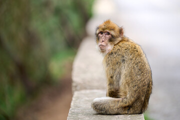 Young monkey looking at camera on Gibraltar