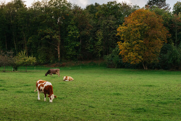 Cows Grazing In A Meadow Against A Backdrop Of Forest Mountains During Sunset. Cows Graze In A...