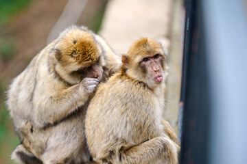 Monkey showing tongue and other removing lice on Gibraltar