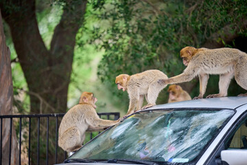 Monkeys playing on top of car at Gibraltar