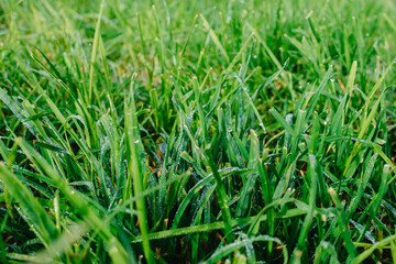 Close up of fresh thick grass with water drops in the early morning. Closeup of lush uncut green grass with drops of dew in soft morning light