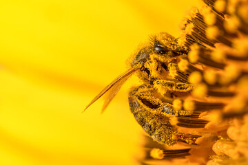 Bee's Ballet: Medoza Bee's Graceful Nectar Gathering on Sunflower