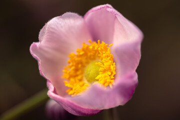 Beautiful Blooming Japanese Anemone