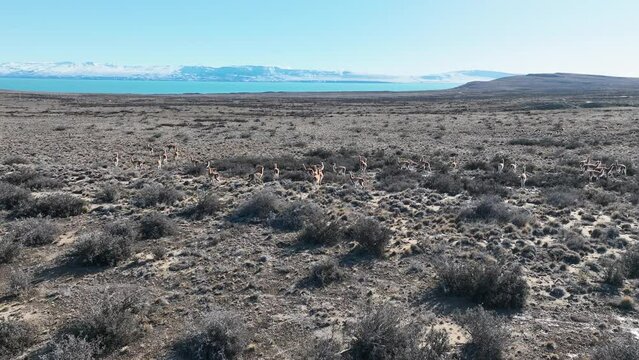 Wild Guanacos At El Calafate In Santa Cruz Argentina. Safari Patagonia. Wild Animals. Santa Cruz Argentina. Guanacos Wild Life. Wild Guanacos At El Calafate In Santa Cruz Argentina.
