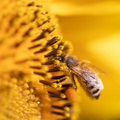 Bee's Graceful Ballet: Medoza Bee Collecting Nectar from Sunflower