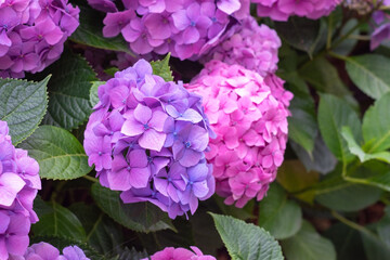 Blooming hydrangea in the garden. Close-up of a pink and purple hydrangea with a blurred background.
