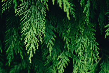 Thuja branches close-up. Thuja branch background