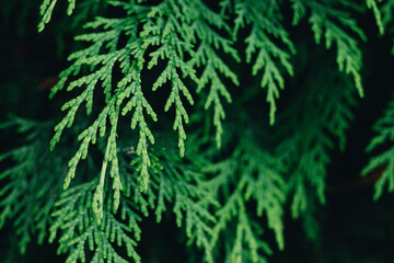 Thuja branches close-up. Thuja branch background