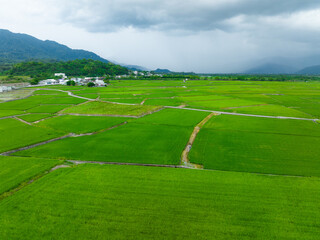 Top view of rice field in Taitung of Taiwan