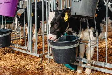 Little calf with yellow ear tags standing in cage in sunny livestock barn on farm in countryside...
