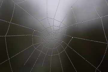 Feuchtes Spinnennetz mit Wassertropfen