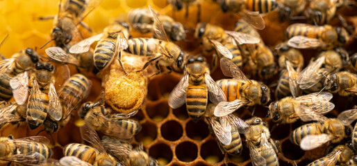 Majestic Bee Matrons: Queen Bees Reign on Honeycomb Cells