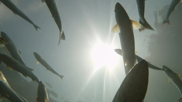 Salmon swimming up stream. Puntledge River, Vancouver Island &ndash; British Columbia