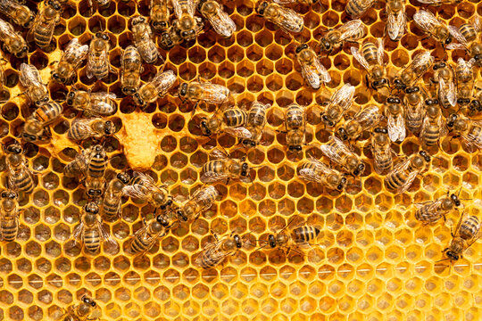Bees Busy with Honeycomb Frames: The Beekeepers' Pride