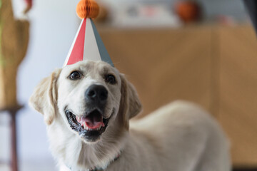 Perro de raza golden retriver con gorrito de papel de cumplea&ntilde;os posando en el salon de casa