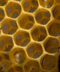 Apiary's Life in Detail: A Close-Up View of Bee Eggs in the Honeycomb Cells