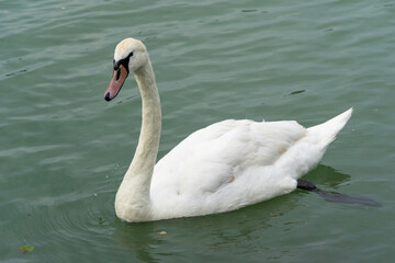 White Mute swan (Cygnus olor) swims in the Danube river during summer.
