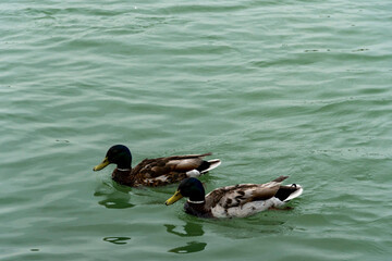 Two Mallard ducks swimming in the river with clear green water during summer.