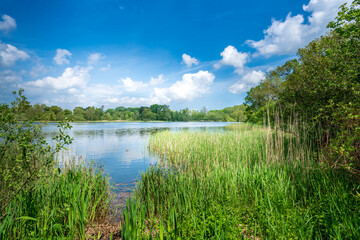 Fairhaven Woodland & Water Garden. Natural greenery in southern England. View across the lake with...