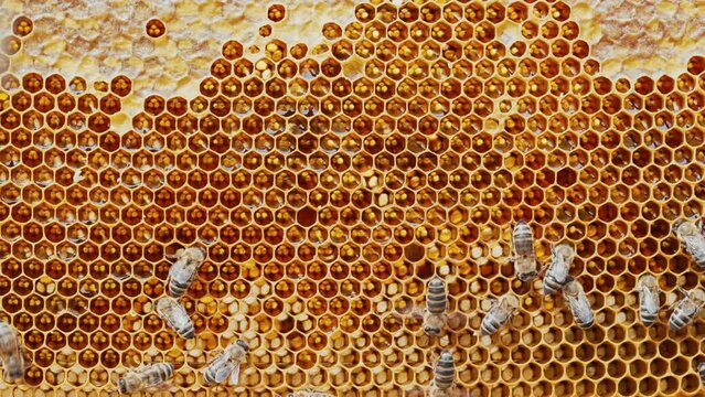 Bees family working on honeycomb in apiary. Life of Carniolan honey bee in hive