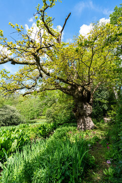 Fairhaven Woodland & Water Garden. Large ancient English oak tree. Plants and trees in a country park in Norfolk southern England. Travel destination in Britain, UK.
