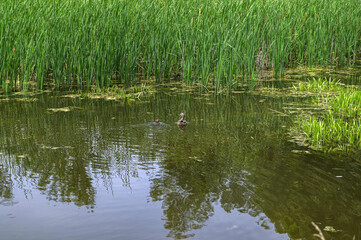 Obraz premium Mallard ducks with hatched ducklings in reeds, breeding season in wild ducks in spring