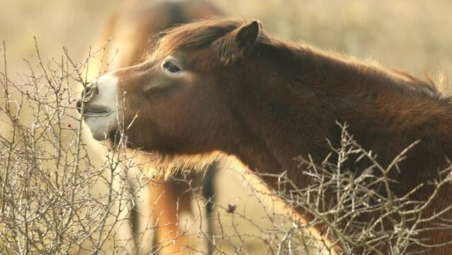 Closeup sunlit wild exmoor pony horse nibbling a bush, standing in the middle of pasture in late autumn nature habitat in Milovice, Czech republic. Protected animals considered as horse ancestor