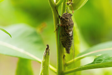 Cicada on a Milkweed