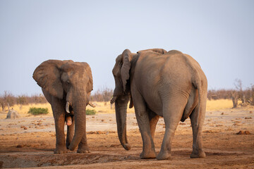 Two male elephants go head to head at Savute waterhole, Botswana.
