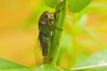 Cicada on a Milkweed