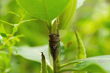 Cicada on a Milkweed