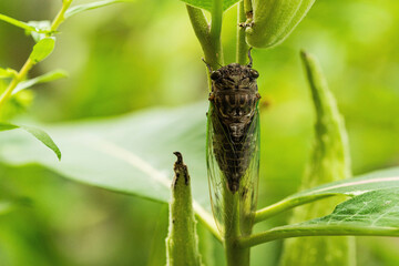 Cicada on a Milkweed