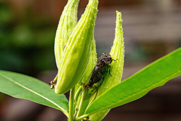 Cicada on a Milkweed