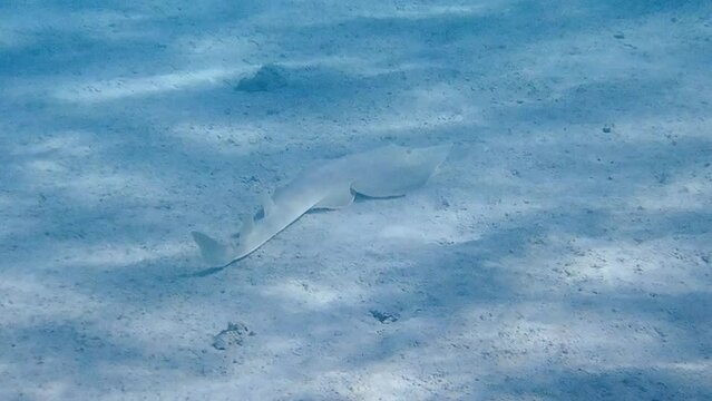 Halavi Guitarfish (Glaucostegus halavi) Gliding Over Sandy Seabed in Clear Tropical Waters