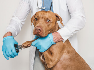 Cute dog and veterinarian. Close-up, white isolated background. Studio photo. Concept of care,...