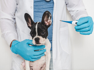 Cute puppy, veterinarian and electronic thermometer. Close-up, white isolated background. Studio photo. Concept of care, education, training and raising of animals