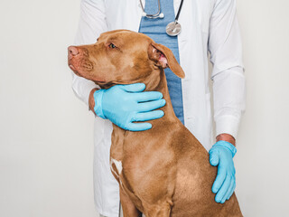 Cute dog and veterinarian. Close-up, white isolated background. Studio photo. Concept of care,...